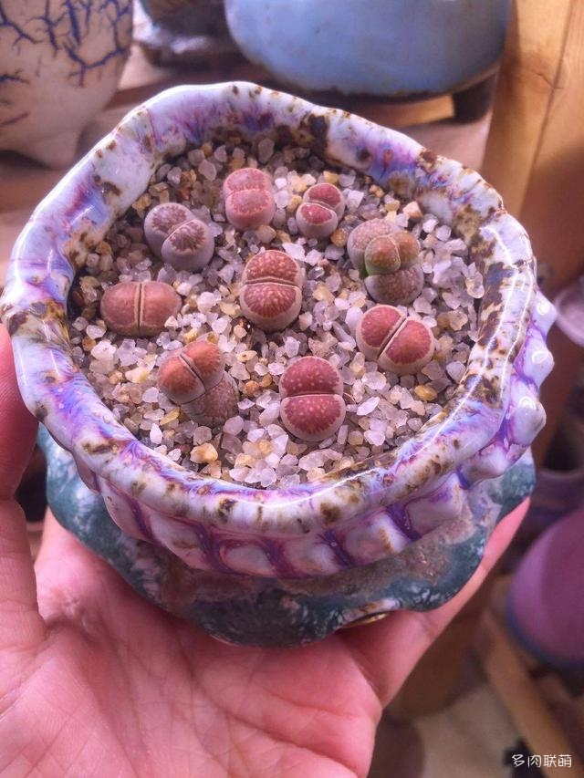 生石花