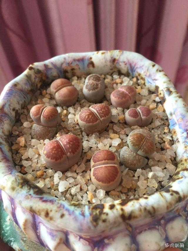 生石花