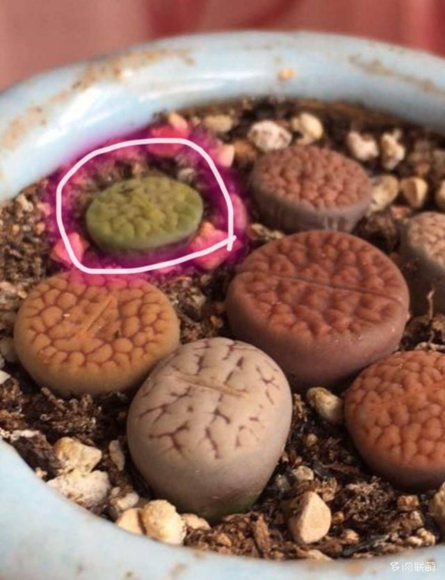 生石花
