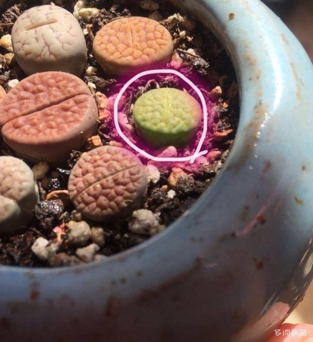 生石花