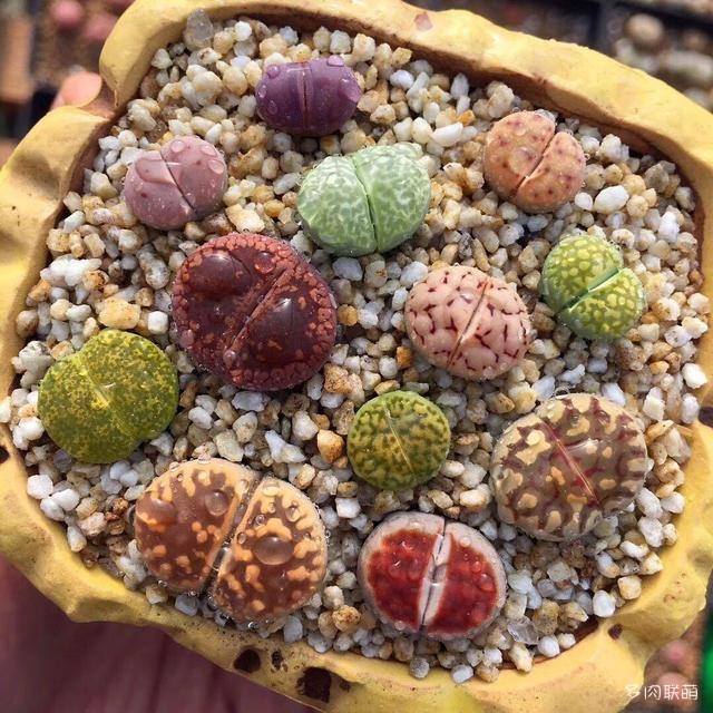 生石花