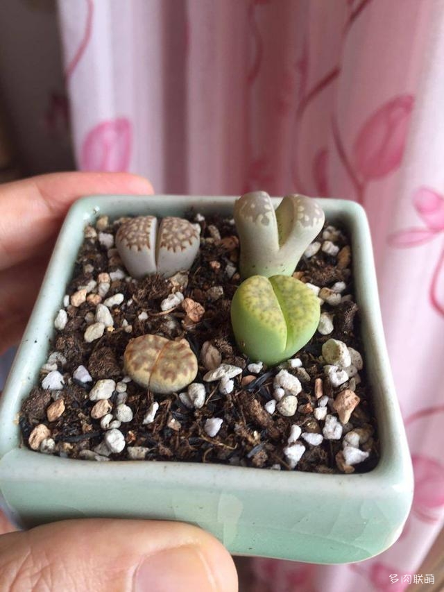 生石花