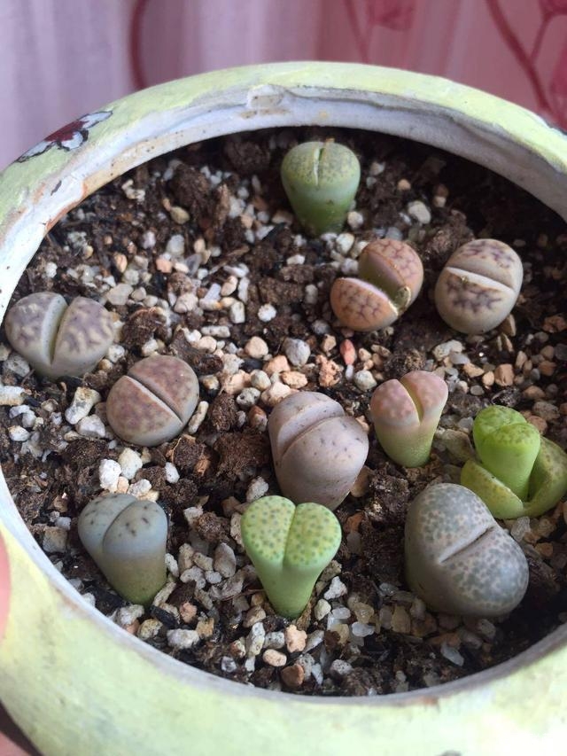 生石花