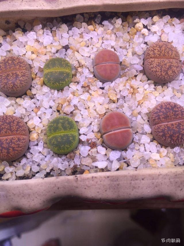 生石花