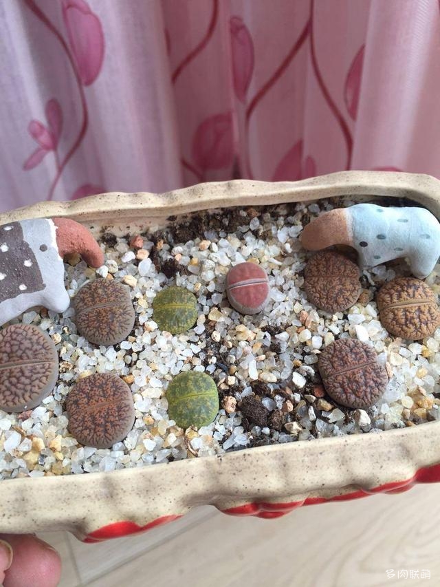 生石花
