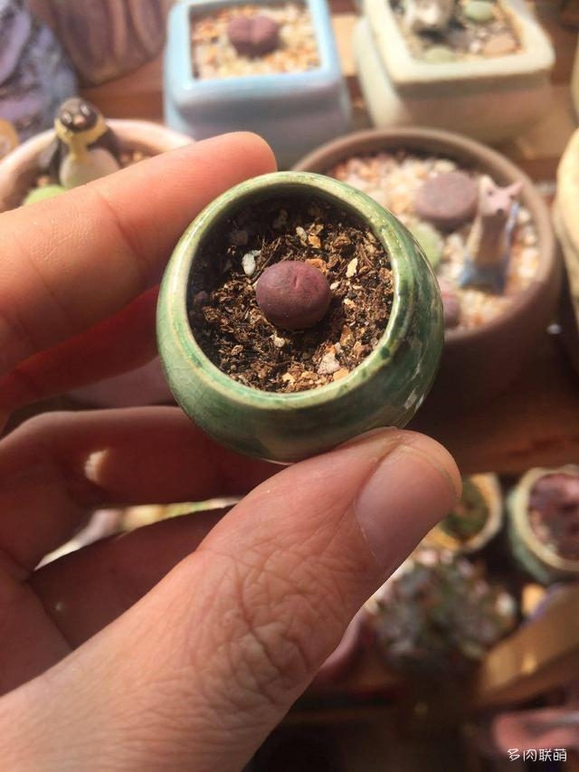 生石花