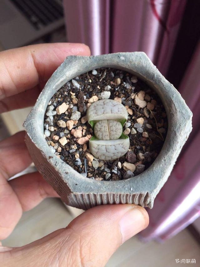 生石花