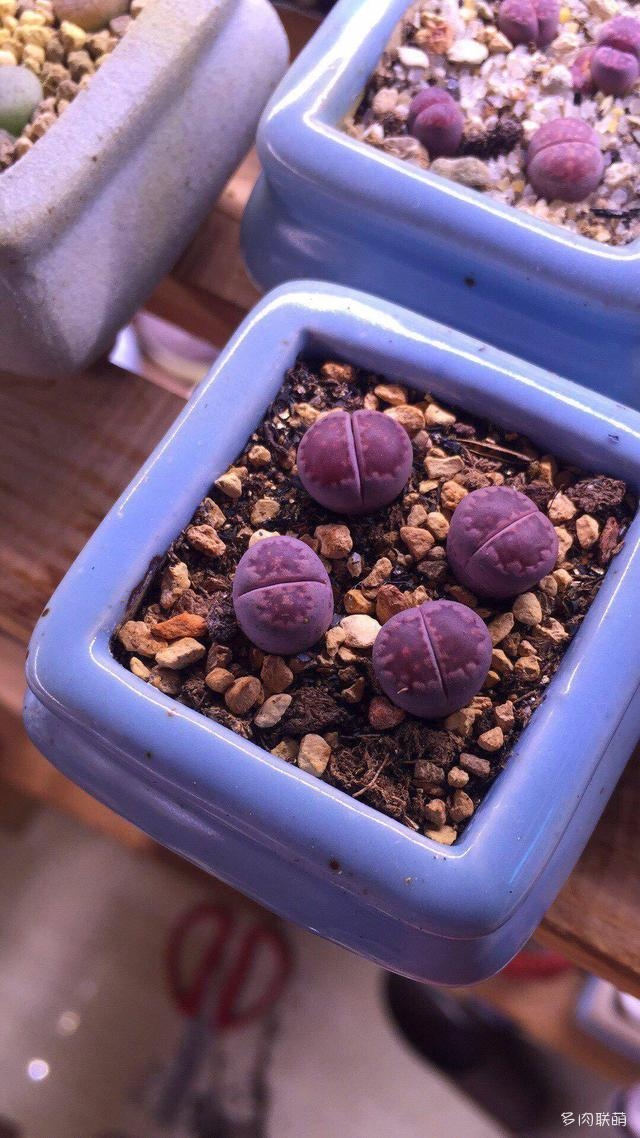 生石花