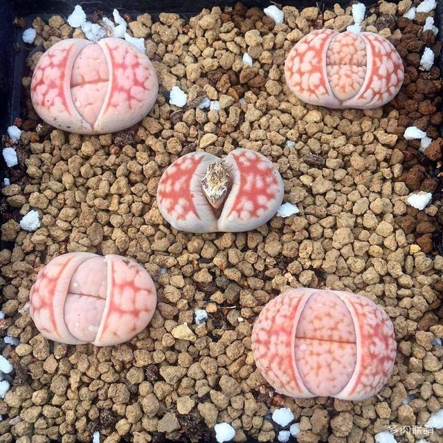 生石花