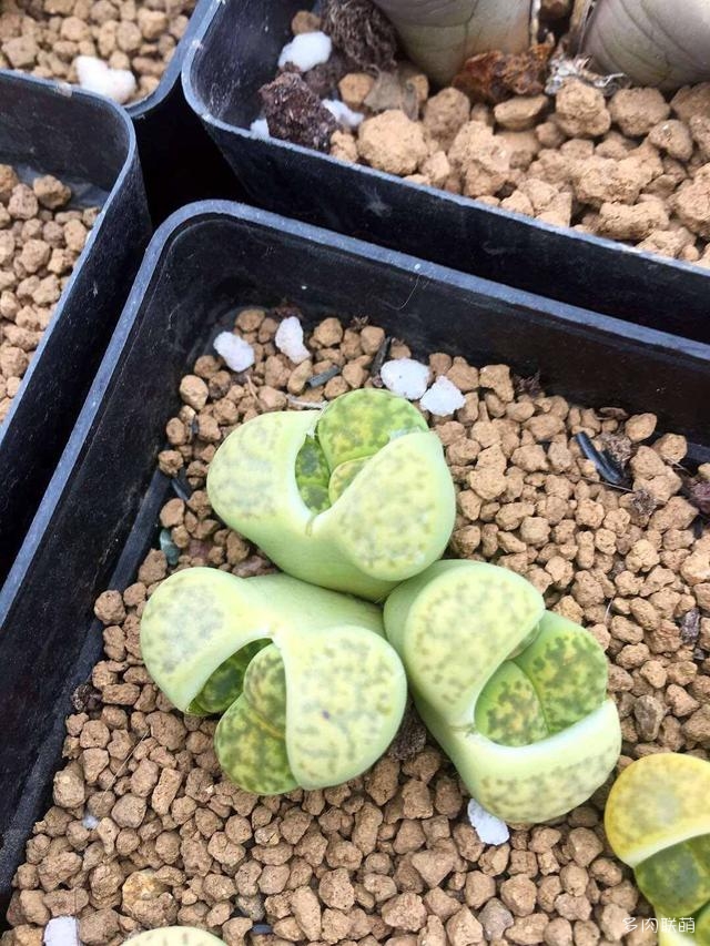 生石花
