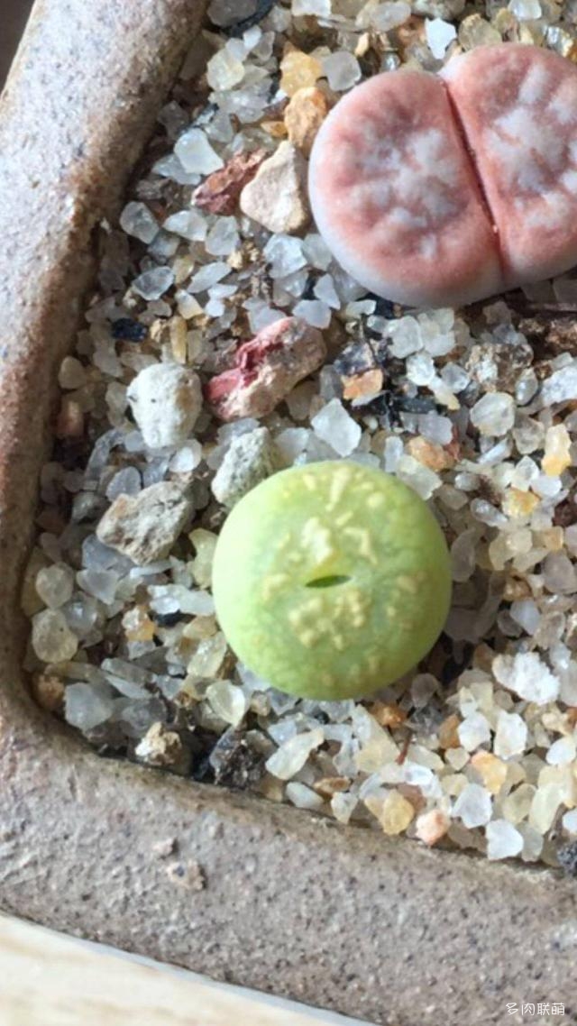 生石花