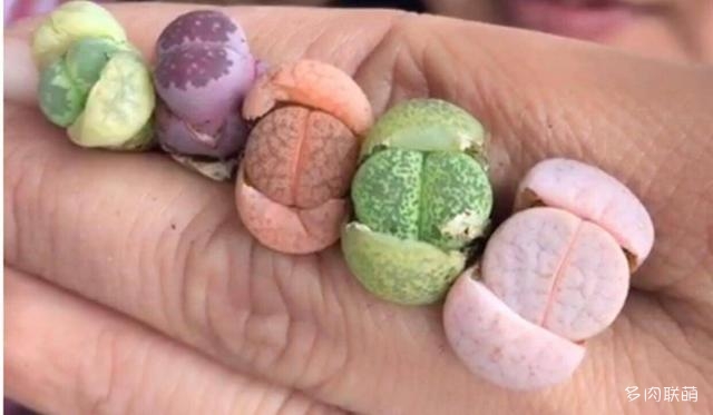 生石花