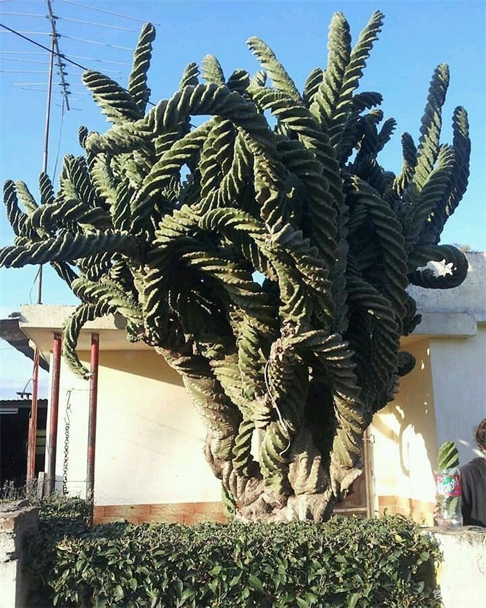 一些比人还大的多肉植物