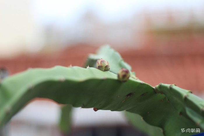 火龙果花苞