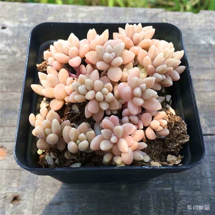 姬秋丽