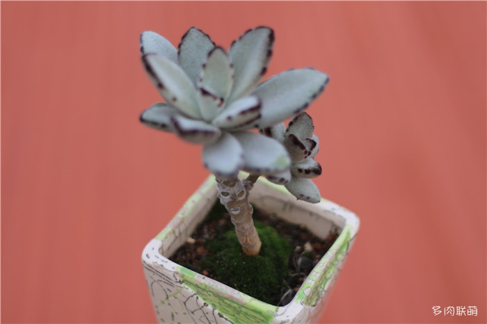绿苔与多肉