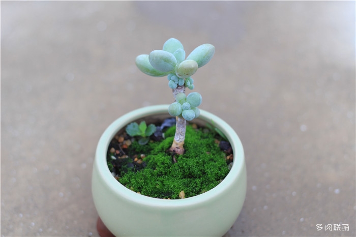 绿苔与多肉