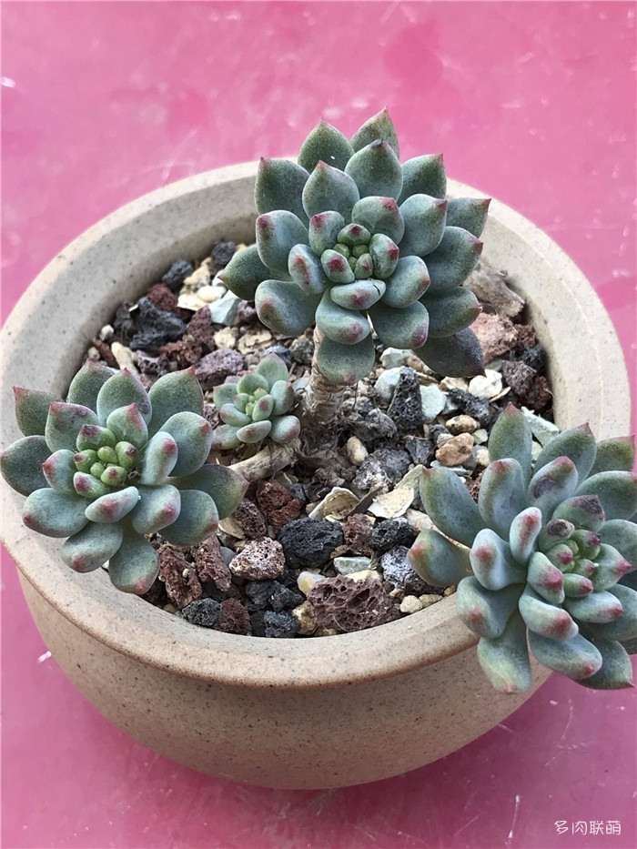 蓝苹果