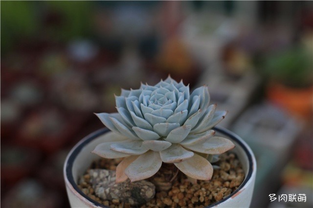 蓝鸟