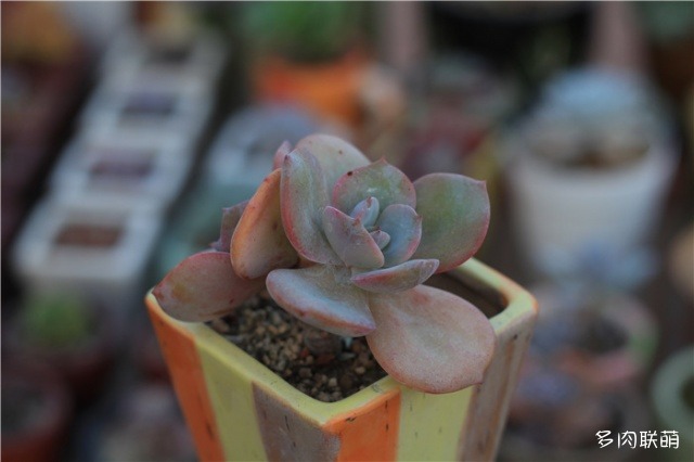 白凤