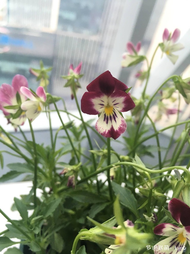 夏天的花