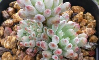 多肉提升幸福感
