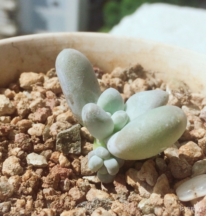 秋天阳光下的多肉