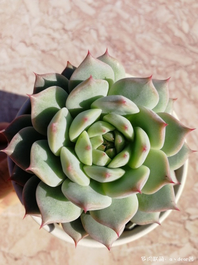 多肉成长对比照