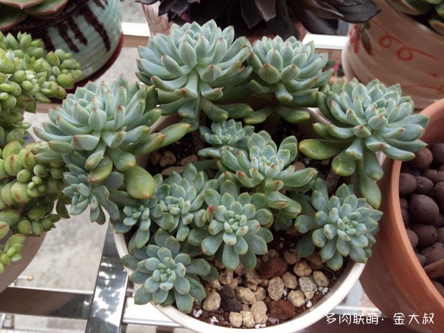 多肉成长变化对比照