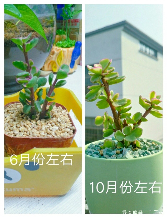 多肉一些成长变化照