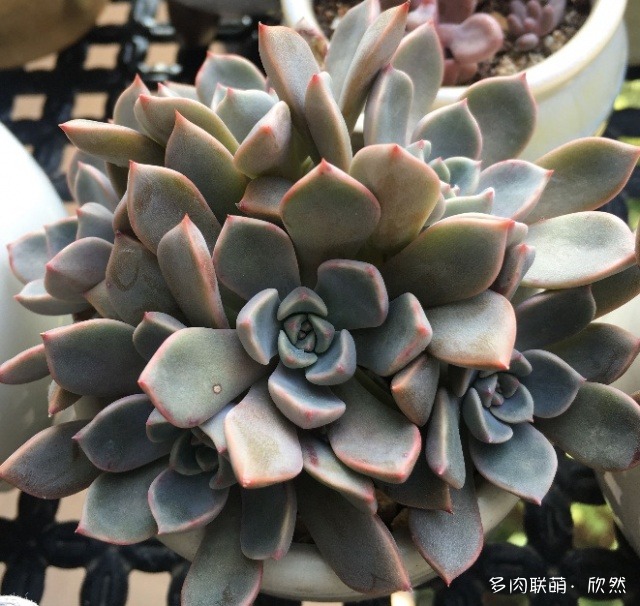 北京冬天和秋天的多肉