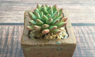 多肉各种系列– 多肉联萌