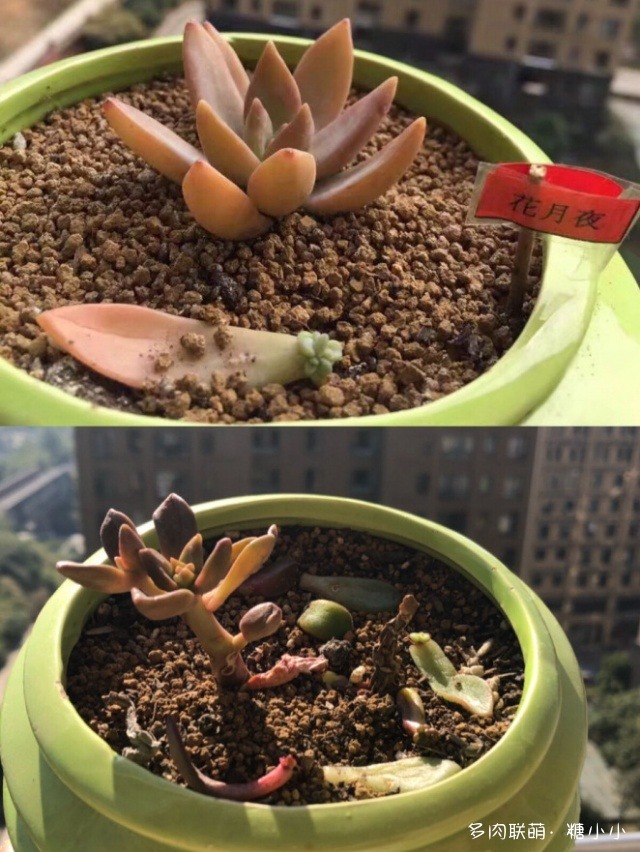 磕磕碰碰养多肉