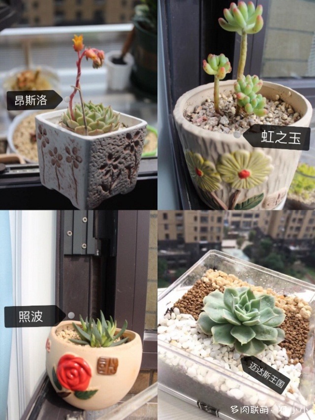 磕磕碰碰养多肉