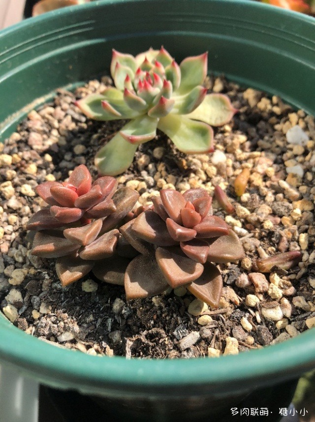 磕磕碰碰养多肉