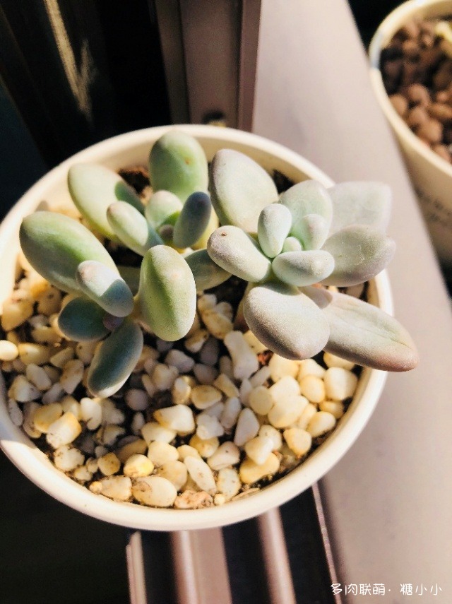 磕磕碰碰养多肉