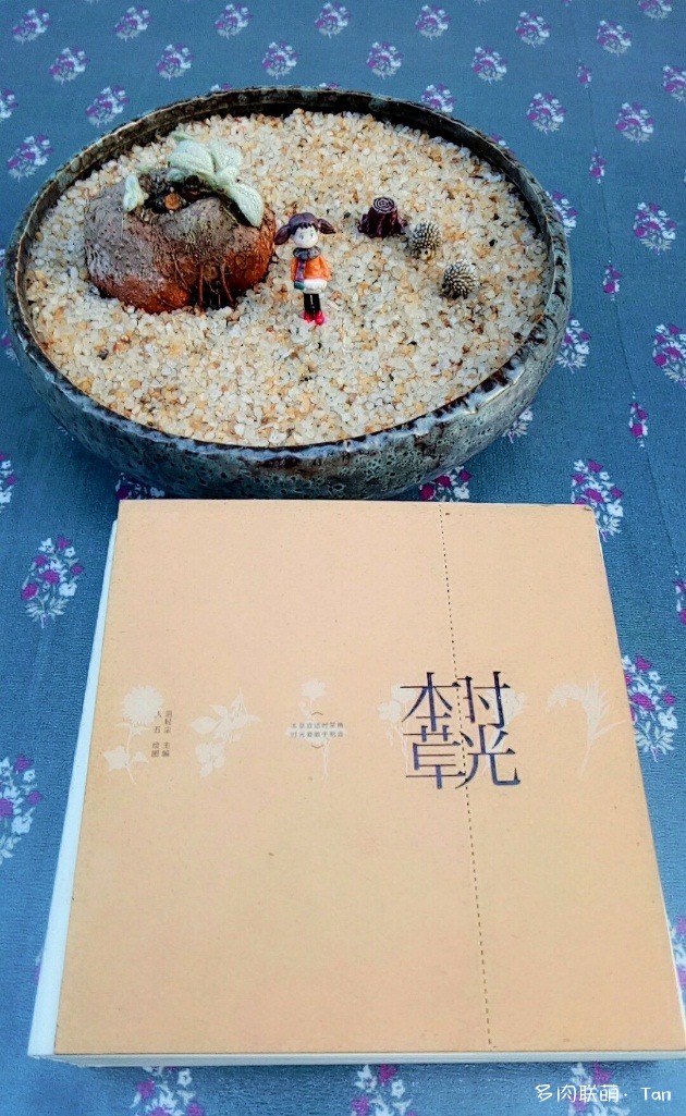 时光里的多肉