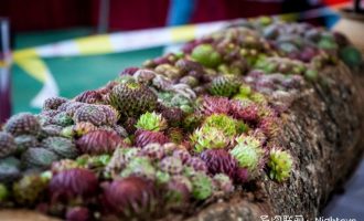 2018上海“爱生活，爱多肉”多肉植物展