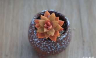 100种好看好养好度夏的景天多肉（中）