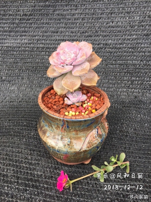 广东揭阳，冬天的多肉