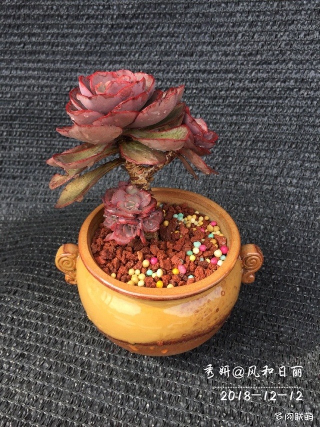 广东揭阳，冬天的多肉