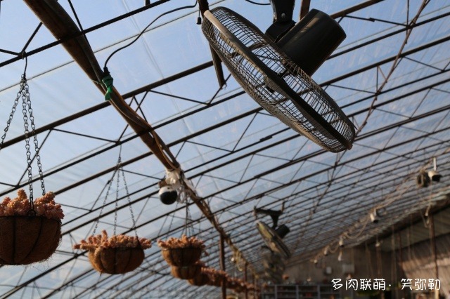 东北辽宁盘锦的多肉大棚