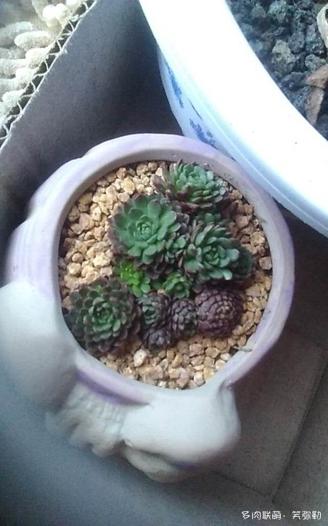 东北辽宁盘锦的多肉大棚