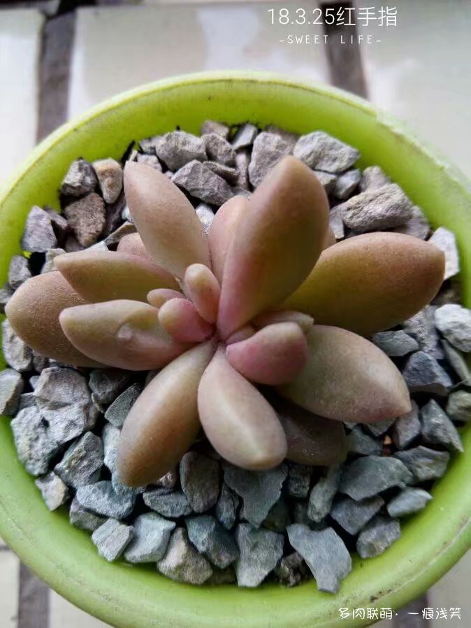 多肉叶插一年成长变化