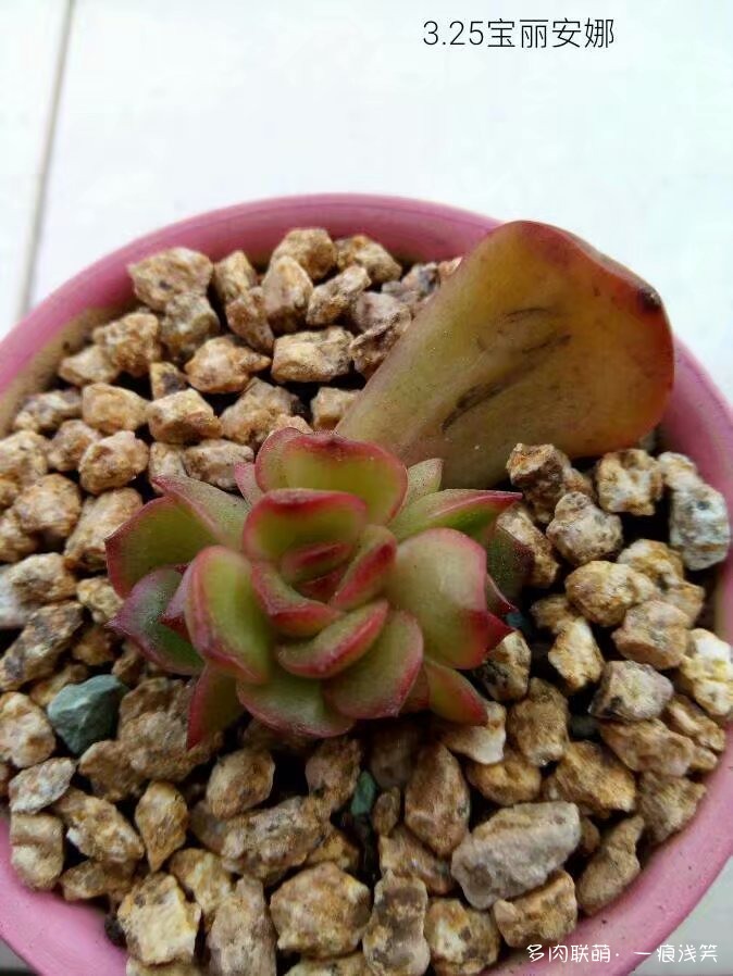 多肉叶插一年成长变化