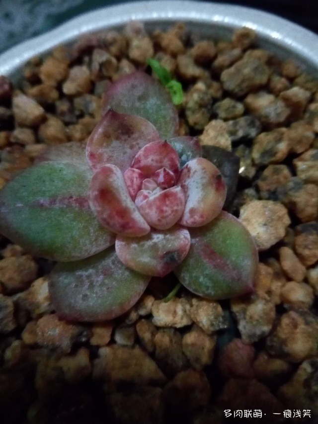 多肉叶插一年成长变化