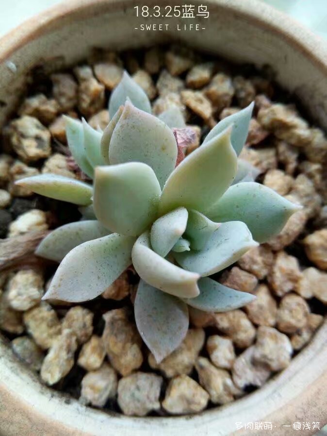多肉叶插一年成长变化
