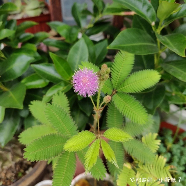 苏州，露台上的多肉花园