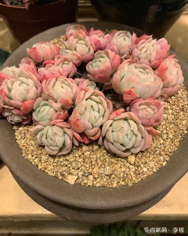 灯光和晨光下的多肉