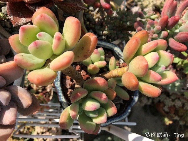 云南大理十二月的多肉